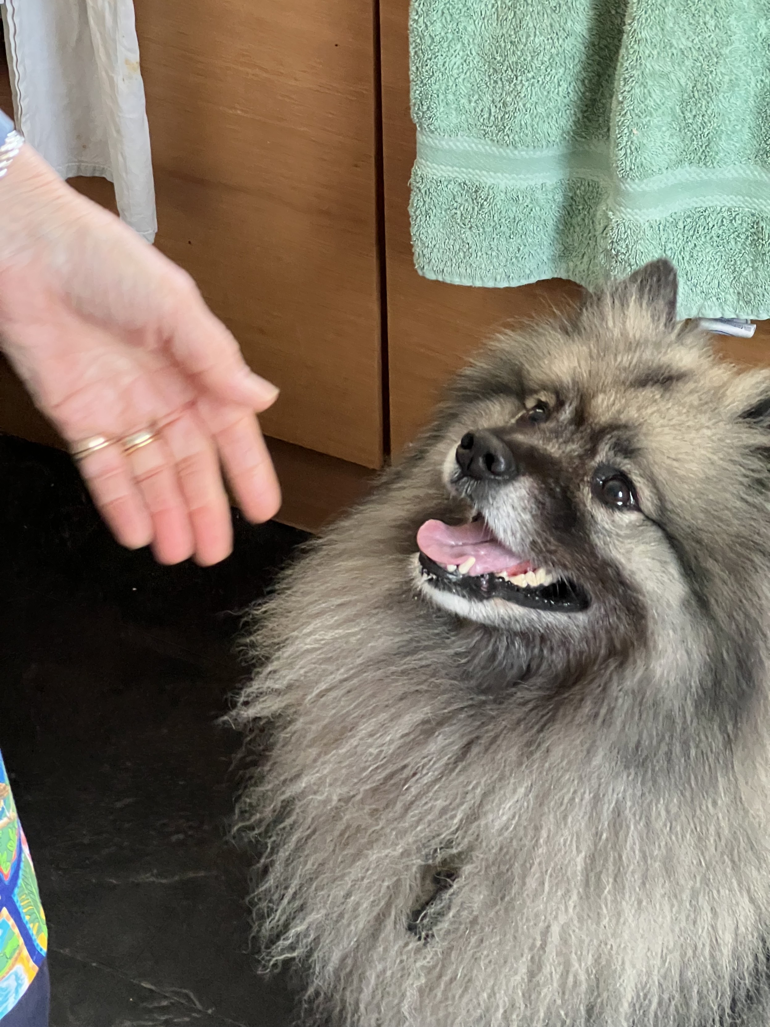 A fluffy grey and black dog looking excitedly at the hand of someone about to pet it.