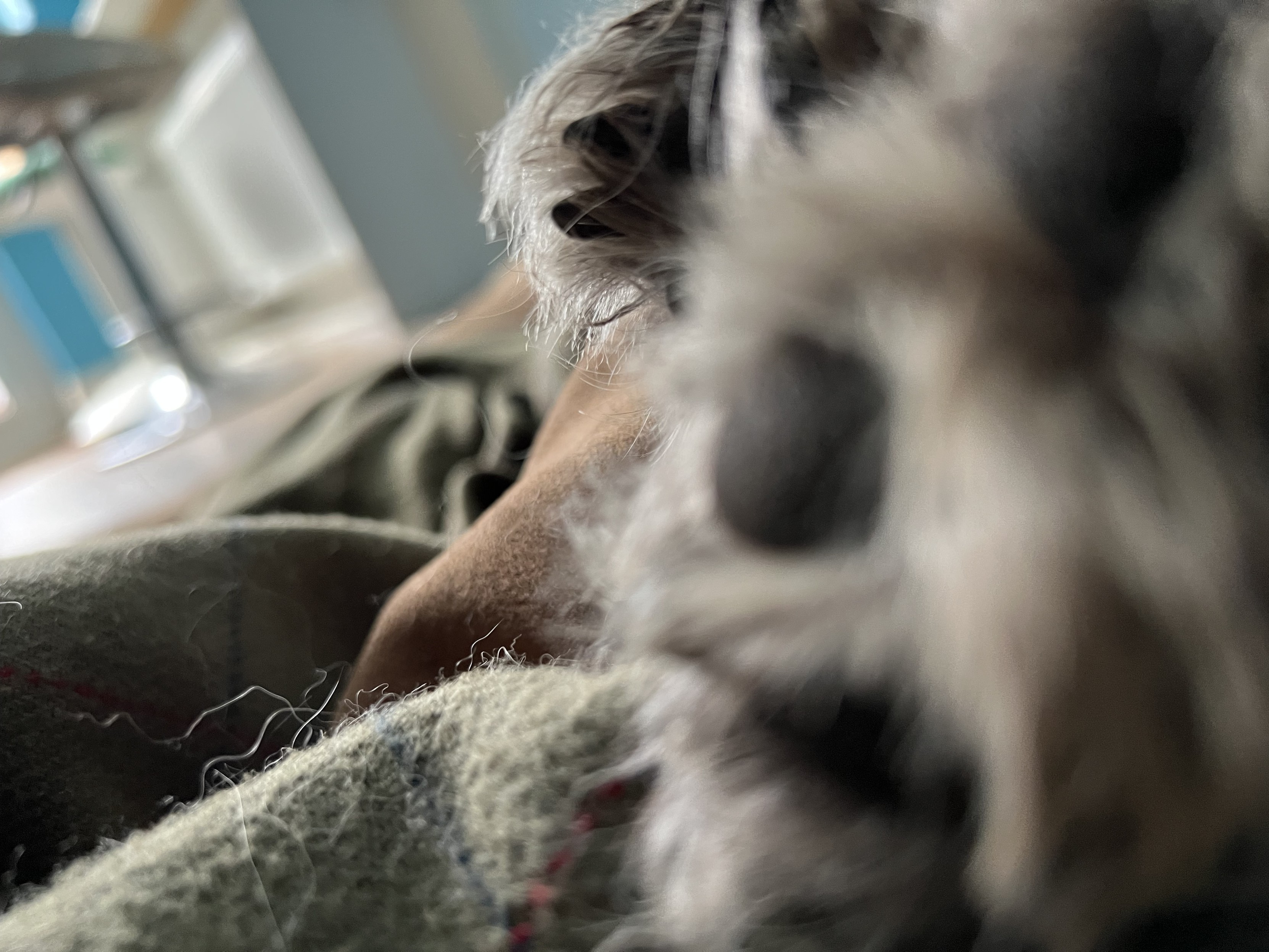 A close up shot of very furry dog paws with pad (toe beans). Dog is laying in bed with the background out of focus