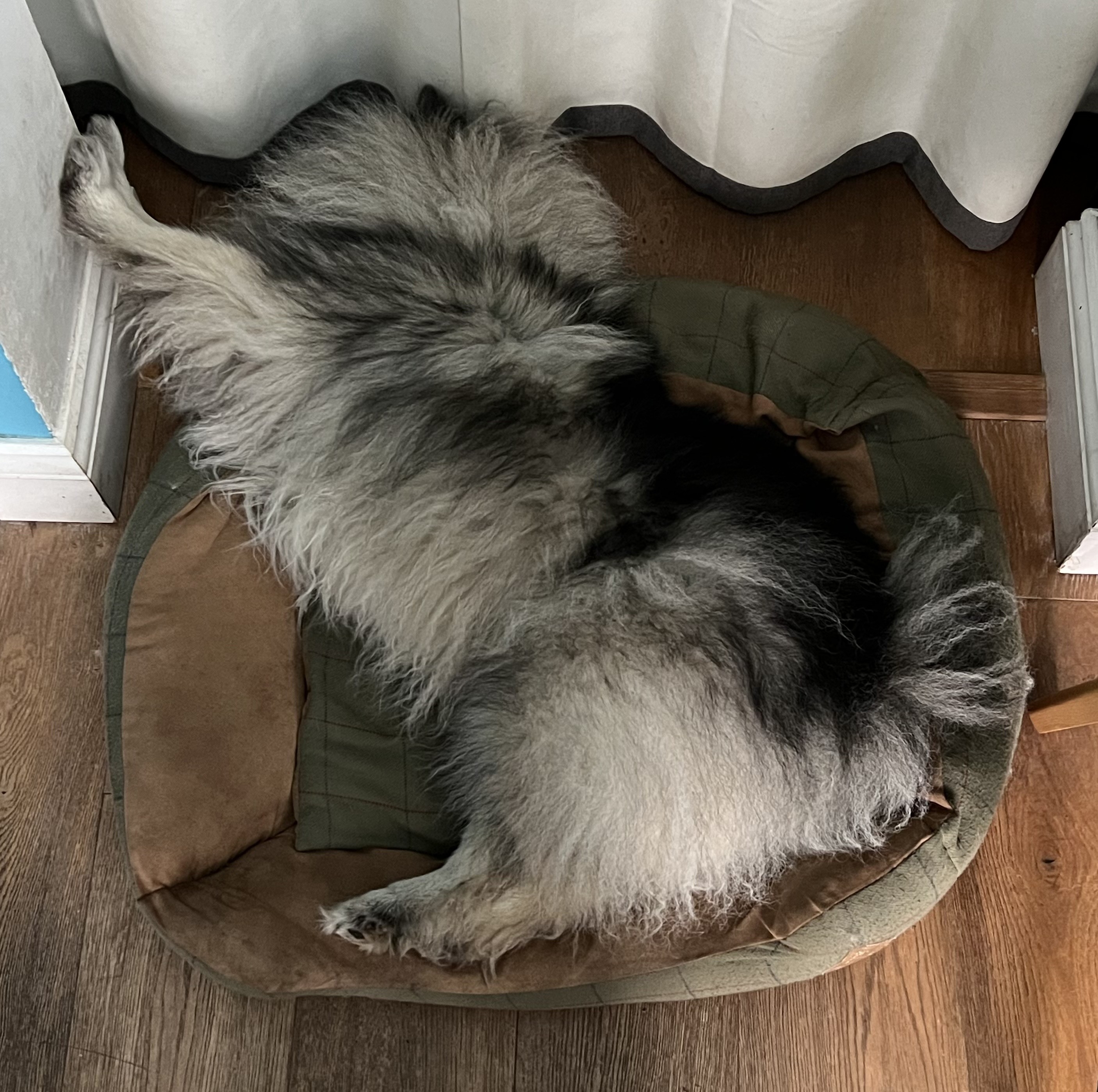 Overhead shot looking down on a very fluffy grey and black dog laying diagonally across a dog bed. Dog is so fluffy it is hard to make out the head from the tail